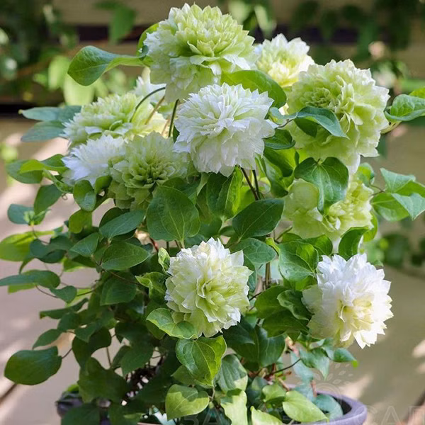 8db555aafe732cb2c45aa4aa68fad817