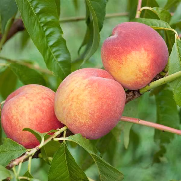 8dc3771f84375b24879edf0100674eaa