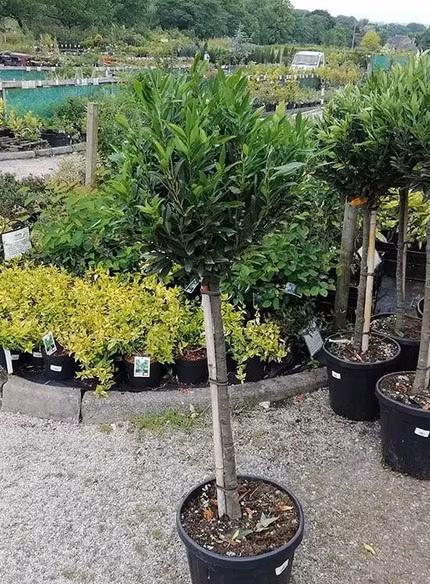 8dd4f6e5330bbcbba9dc0d60ba06ddc0