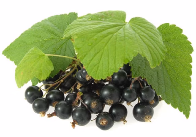 8defc516b27428b6e12198eaa4fc5f2f