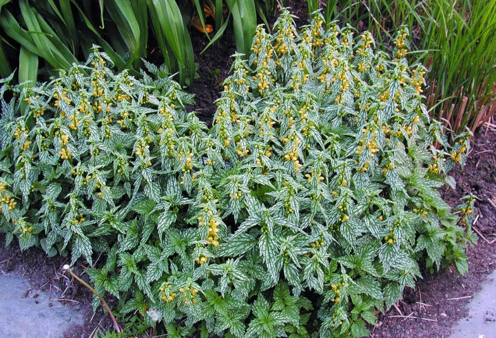 8e1a0ede0c9e3ae6d29e1de08d470764