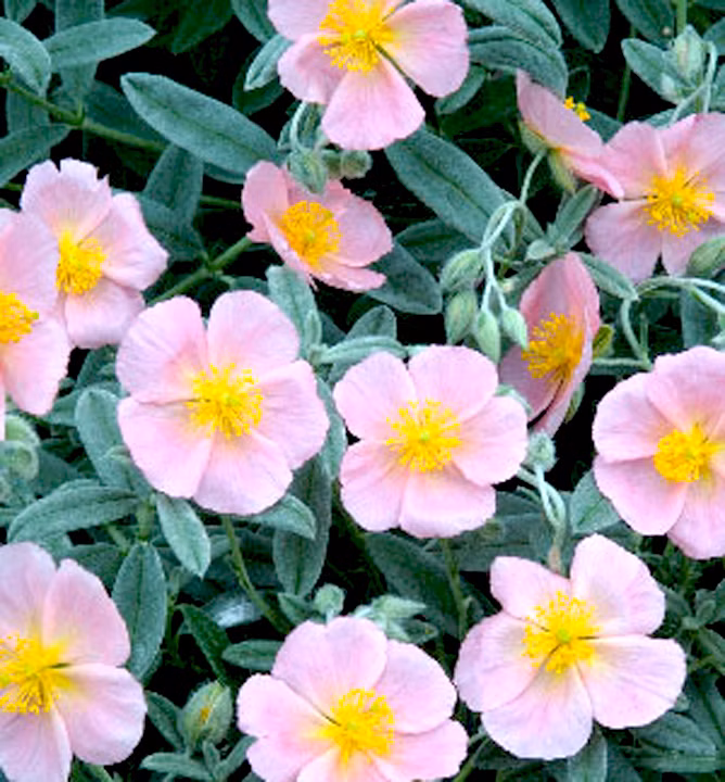 8ec532dfaf736522e4187f1f12910181