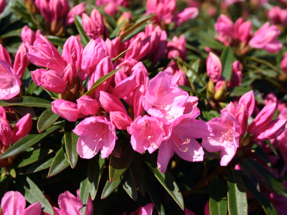 8ed7a51fba1875605e88aefd1cb40446