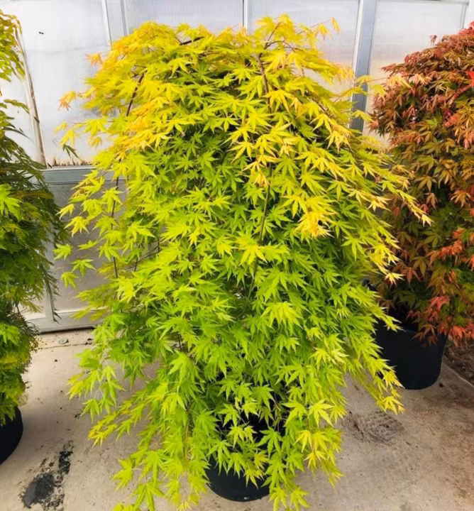 8ee706428cce4c0f67d14e54b4aa7ec5