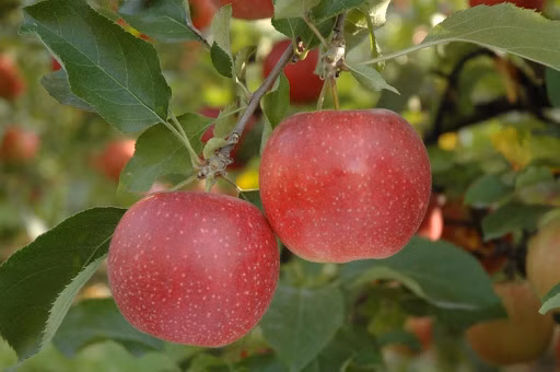 8ef5ef66826c3fba5e32accbd2e933ad