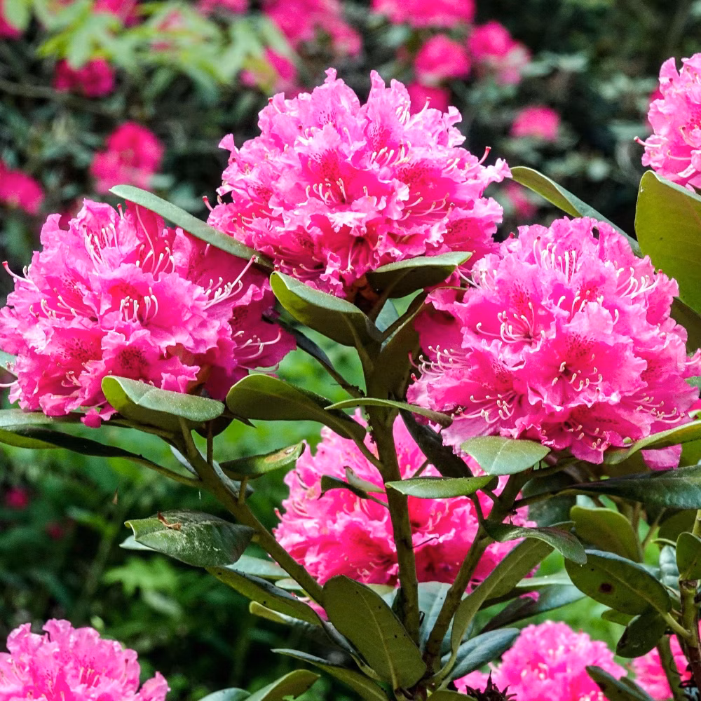 8efd1e5d1e1c5ad56d5b6029d0600cf1