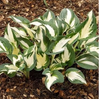 8f0a35d51cbb2d74e6105de9572b444b