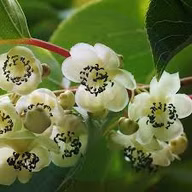 8f0b10d59b54c99a353a1f04dc2e2d50