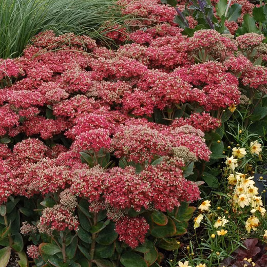 8f2853d51139c6911659c71bb63c5c76