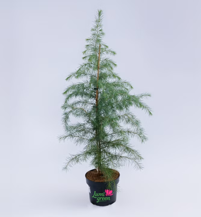 8f56c3ab6a6e5750e8fef5e89b69ee78