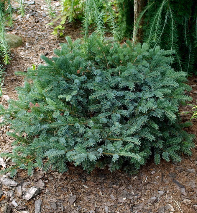 8f8d6edda786968f8f0a429bc60d858a