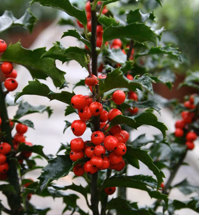 8fe68e2882102153b306bc9f31b1d531