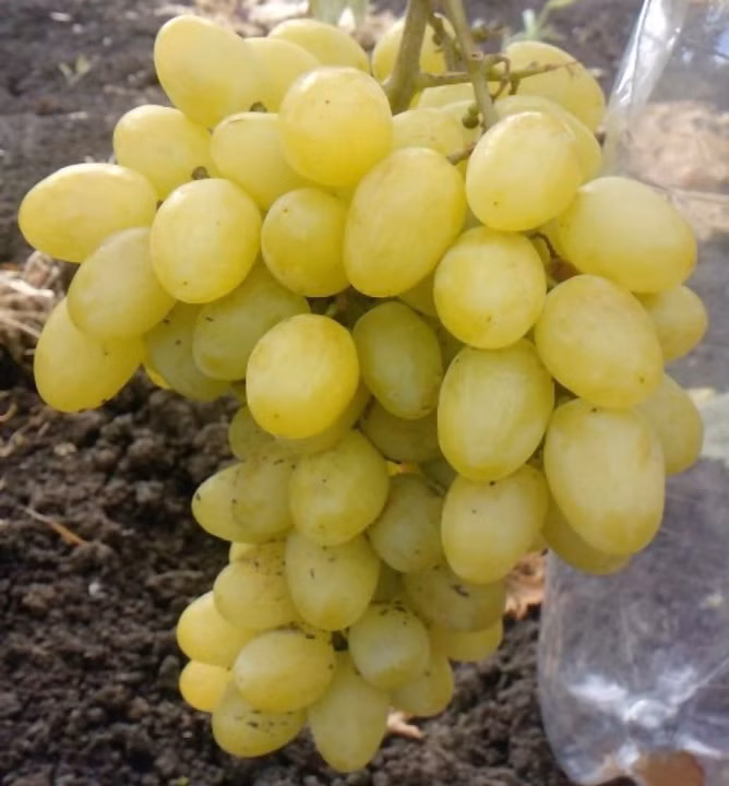 902a17d49d702fba1d1d5fc1084bb74a