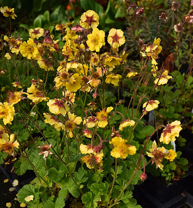 904823c9cb83020b99782d26dcb929f4