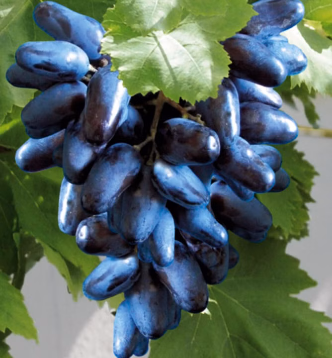 905ab63aa3232ab229dbb19954db0410