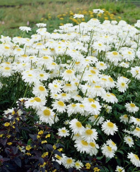 911bcfcd4fcb93d6026cad9ea3fe9ff1