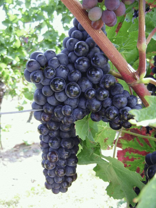 91374845eaa74f90e3eba84a98ba183c