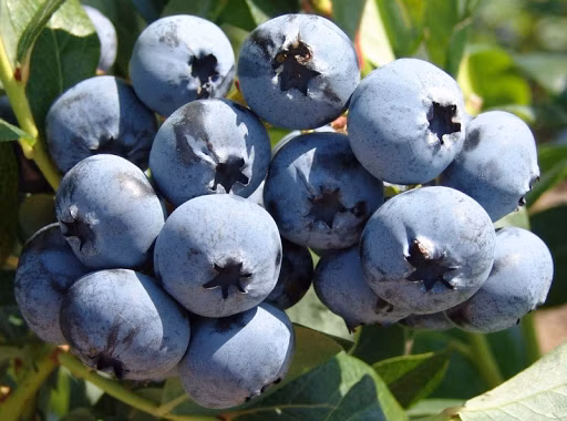 914b64053be09116d6060eff4e88cb5f