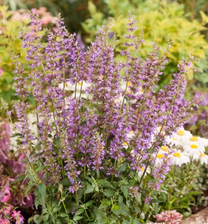 9188a925642c688d137543a10e08c02e