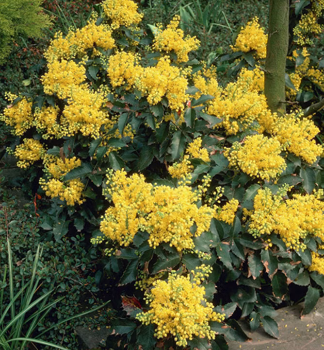 918d28b2a6eb64bd6a0a27e2775a32ac