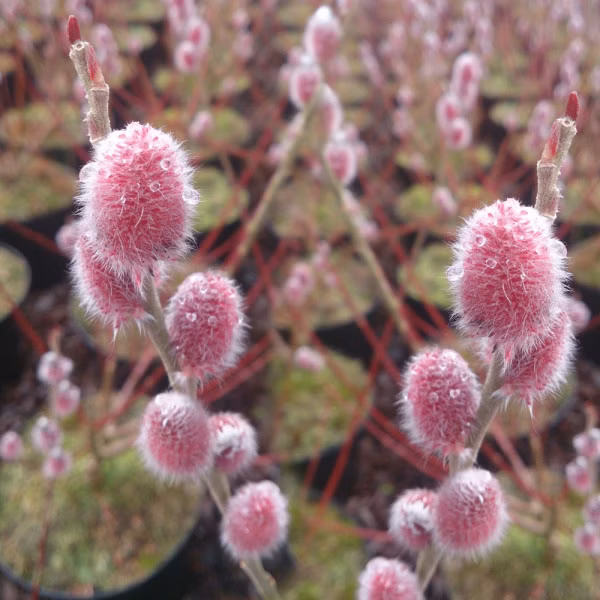 9197bb468b35f4de36ee8279413a7574