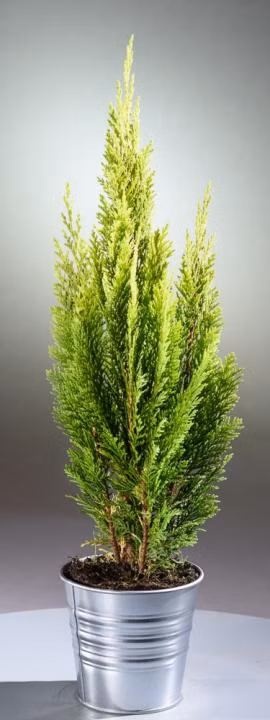 919efb0a51819697d3dd23d268c1aa5b