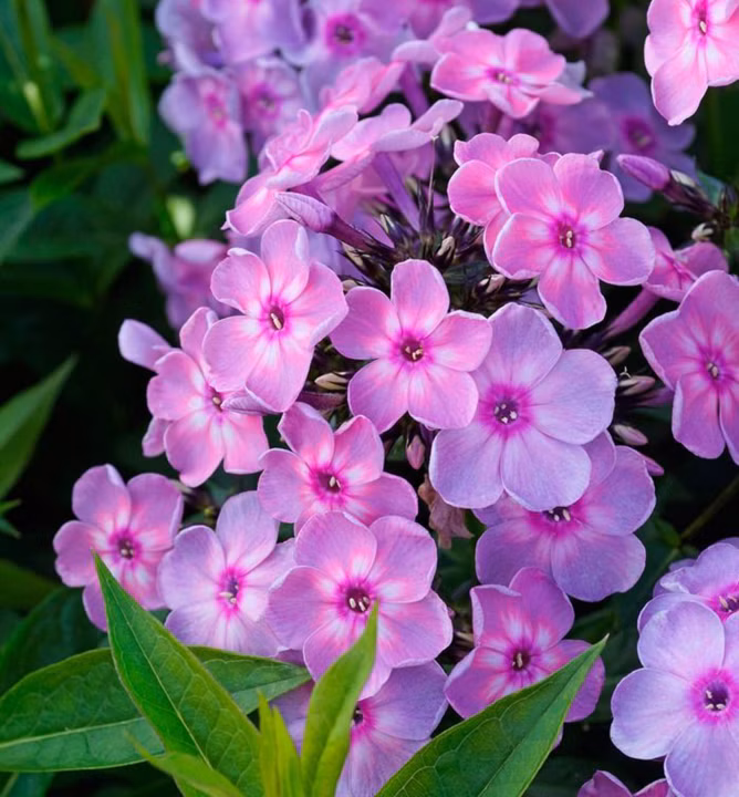 91bc7a56bf08875daf6121b2fb3e7635