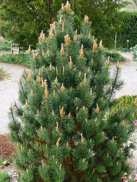 91bf872927eb9a5280597edef9b9ebbf