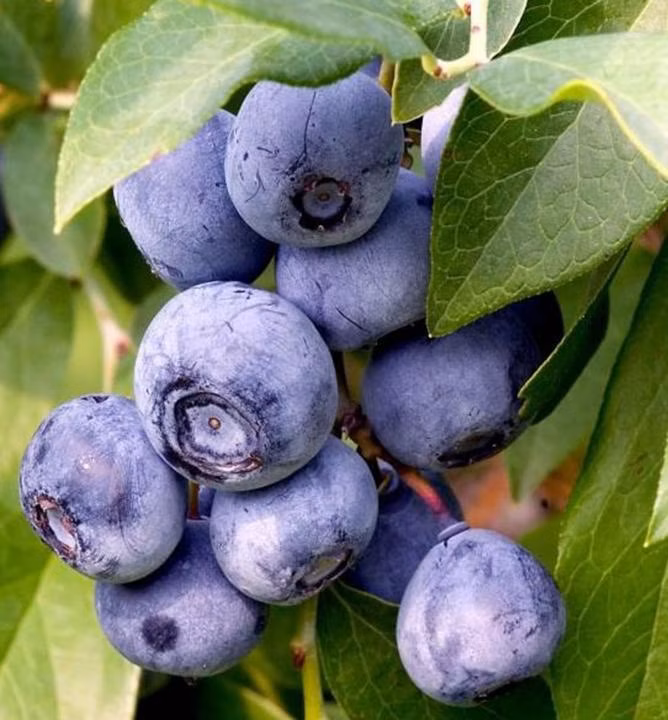 91d7986650f7a48d3f112639dab55fa2