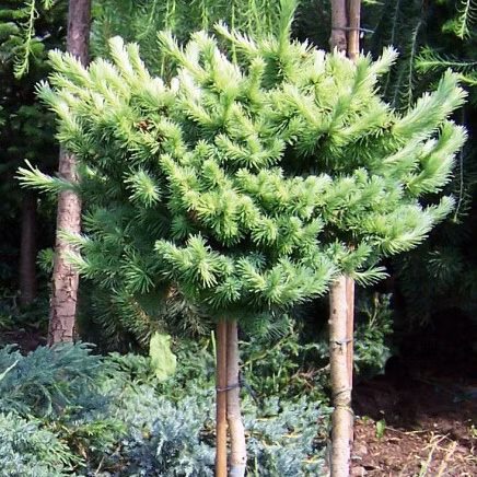 921e038599edb3bfc9d7289d8a68ad86