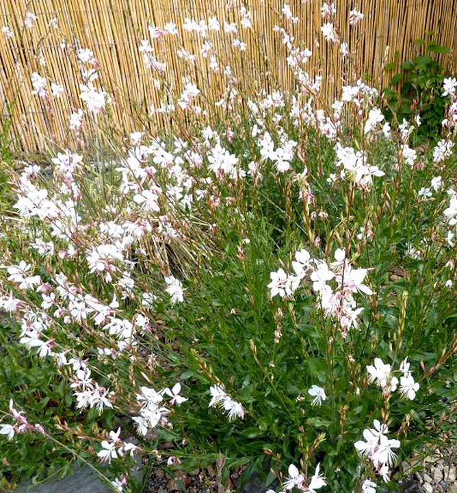 923f6cabf896734b78ed024a92c69aa7