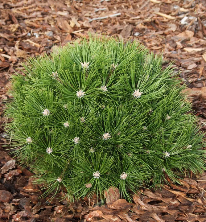 9249d39857f9daf69cde6b09d70bbd29