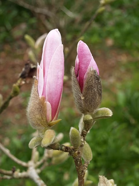 9264466d6843d9ea73d0129f480e4a26