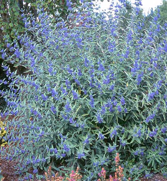 9287005a409b9678d911bb10516227f3