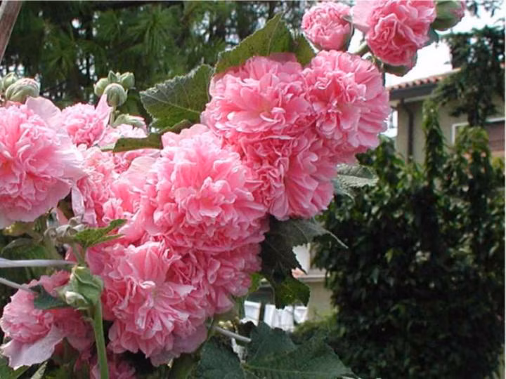 92f49ebf853050f6a586186795cf0ee3