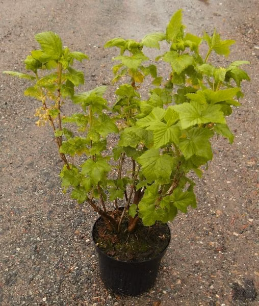 930fe764d72f4604ae3cb33e0f8dbbb8