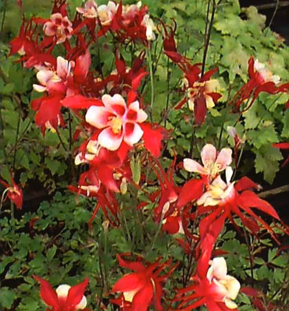 93a484d8f9c5966db02fd46565052269