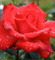 93c123afa747d8428cc91e24ca3df742