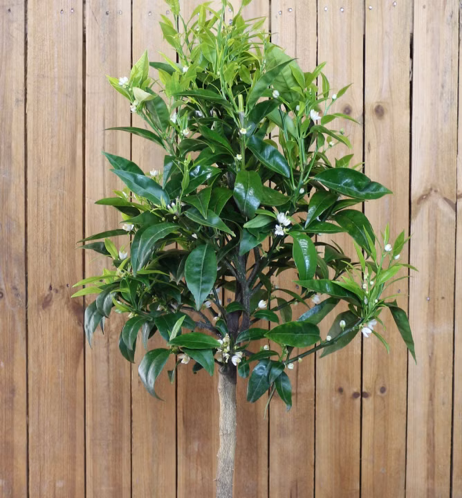 93d7d07ada7146f8cd578474bd9481b6