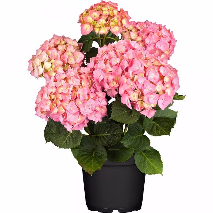 93f17b7af20b37357ef870618dc12fd8