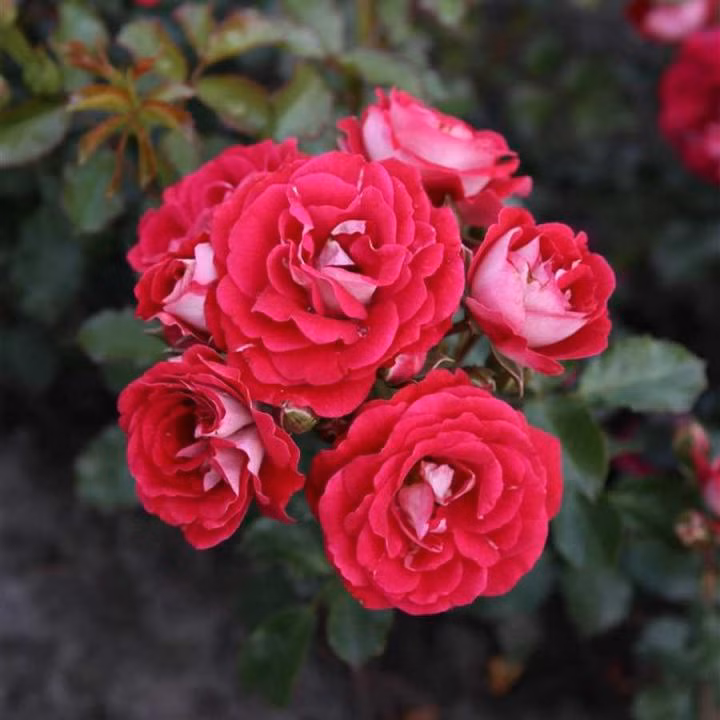 9439f5f6413ca98171093e31669a19b2