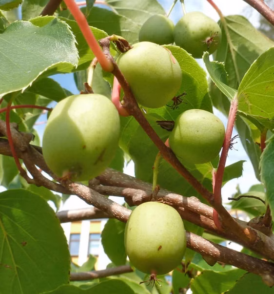 944944e986524537cd014bc1940ae8fd