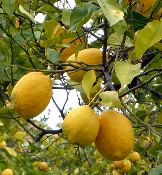 944fa5ab720fd40d919b3aefd839c384