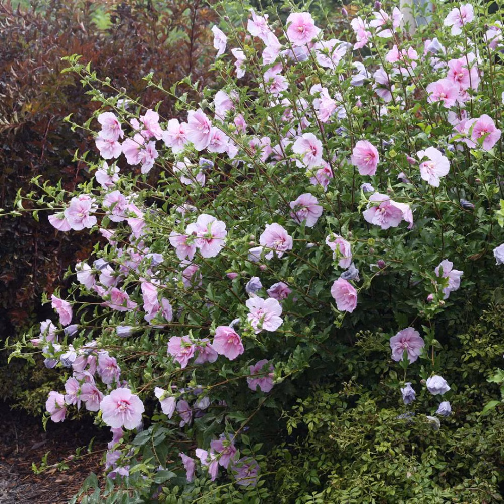 945dc03f1f6ac767127fceba66d7cae7