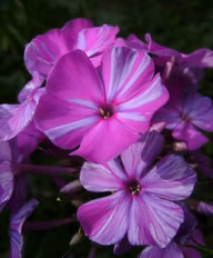 947a322097bf938ad71d0bf94a2ccbc4