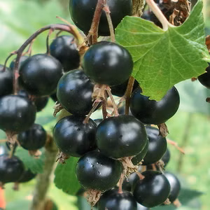 94cd2f63de1e1e1f5a74282e6dc016c7