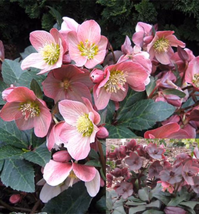 94e5b5ff432160bb98d972bdfe4d1cbc