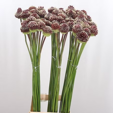 950c8b308bd96ae753ee5bbc19aaa2e3