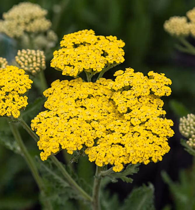 95159981e49324e8230b8688ca1a2f13