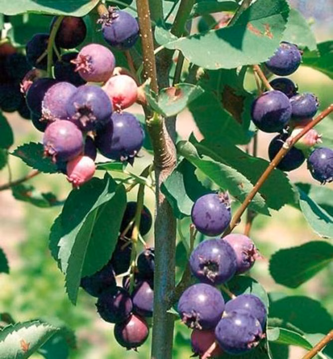 952ffc47e9d31e9440f0513b76674544